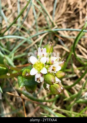 Englisch Scurvygrass (Cochlearia anglica) Stockfoto