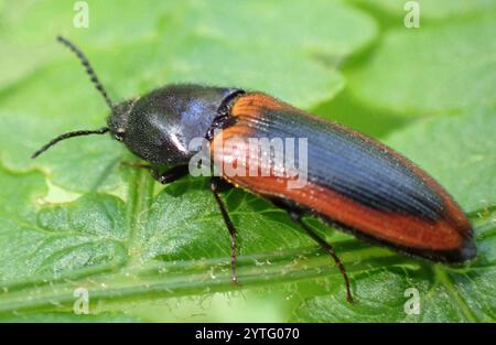 Schwarz zentrierter Klickkäfer (Ampedus sanguinolentus) Stockfoto