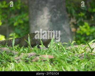 Taiwan Eichhörnchen (Callosciurus erythraeus thaiwanensis) Stockfoto
