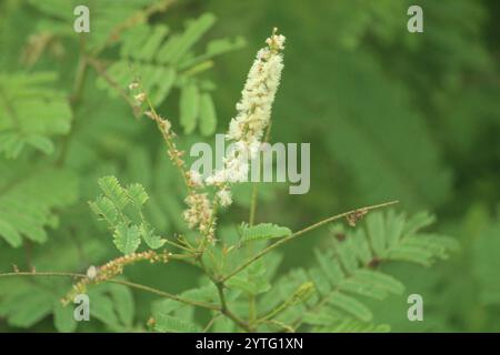 Catechu (Senegalia catechu) Stockfoto