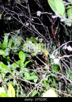 Kiefer Barrens Treefrog (Hyla andersonii) Stockfoto