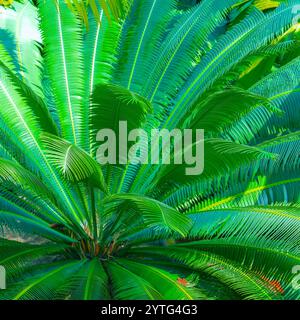 Blick auf die Natur mit grünem Blatt und Palmen Hintergrund. Flache Lage, dunkles Naturkonzept, tropisches Blatt cycas revoluta. Stockfoto