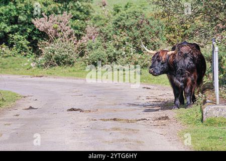 highland-Kuh überquert die Straße am Bodmin Moor in Cornwall, Großbritannien Stockfoto