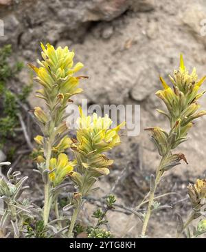 Indischer Wollpinsel (Castilleja foliolosa) Stockfoto