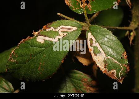 Goldenes Pigmy (Stigmella aurella) Stockfoto