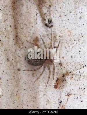 Wandspinne (Oecobius navus) Stockfoto