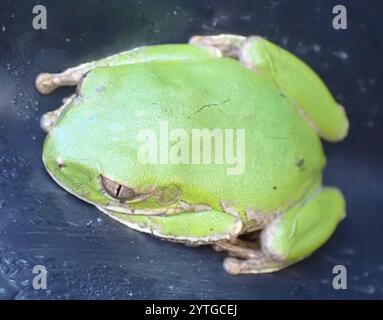 Naturwaldfrosch (Leptopelis natalensis) Stockfoto