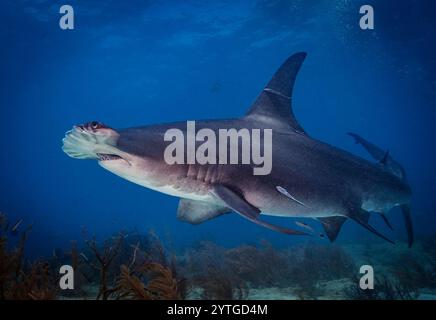 Augenhöhe mit einem großen Hammerhai (Sphyrna mokarran), der Ramora (Mutterfisch) besucht, der über einen Korallengarten hinuntergeht. Stockfoto