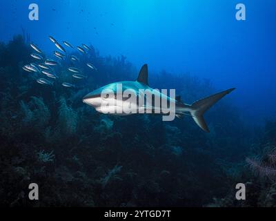 Augenhöhe mit einem Karibischen Riffhai (Carcharhinus perezii). Korallengarten unten und ein Schwarm von Silberlingen davor. Stockfoto