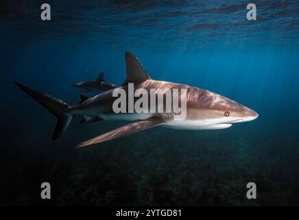 Augenhöhe mit einem Karibischen Riffhai (Carcharhinus perezii) in der Nähe der Oberfläche. Stockfoto