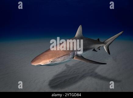 Augenhöhe mit einem Karibischen Riffhai (Carcharhinus perezii), der seinen Schatten auf dem Meeresboden zeigt. Stockfoto