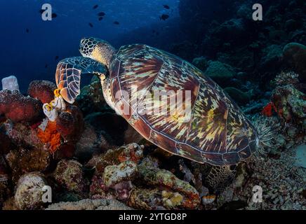 Blick auf eine grüne Schildkröte (Chelonia mydas), die über dem Korallenriff schwimmt. Die wunderschöne Schildkrötenschale ist sehr auffällig. Stockfoto