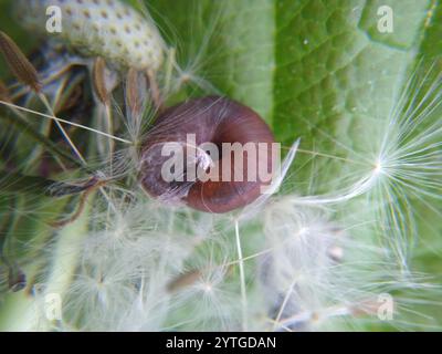 Erdbeerschnecke (Trochulus striolatus) Stockfoto