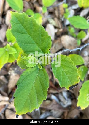 Weißer Manjack (Cordia dentata) Stockfoto