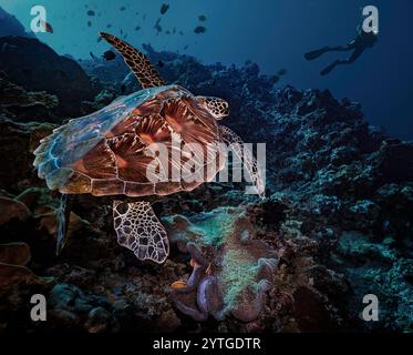 Blick auf eine grüne Schildkröte (Chelonia mydas), die über das Korallenriff schwimmt, auf einen Taucher. Die wunderschöne Schildkrötenschale ist sehr auffällig. Stockfoto