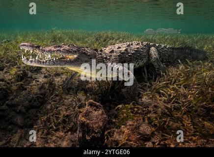 Kubanisches Krokodil (Crocodylus rhombifer) unter Wasser fotografiert. Stockfoto