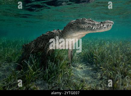 Kubanisches Krokodil (Crocodylus rhombifer) unter Wasser fotografiert. Stockfoto