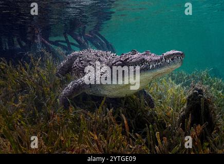 Kubanisches Krokodil (Crocodylus rhombifer) unter Wasser fotografiert. Stockfoto