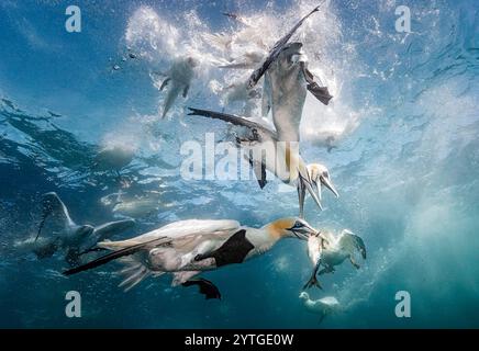 Augenhöhe beim Tauchen der Nördlichen Tölpel (Morus bassanus), die Makrele (Scomber scombrus) unter Wasser nehmen. Mehrere andere Tauchtölpel im Hintergrund Stockfoto