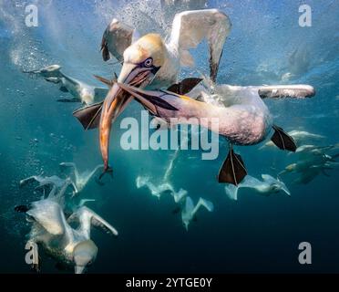 Augenhöhe beim Tauchen der Nördlichen Tölpel (Morus bassanus), die Makrele (Scomber scombrus) unter Wasser nehmen. Mehrere andere Tauchtölpel im Hintergrund. Stockfoto