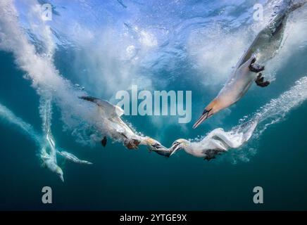 Augenhöhe beim Tauchen der Nördlichen Tölpel (Morus bassanus), die Makrele (Scomber scombrus) unter Wasser nehmen. Mehrere andere Tauchtölpel im Hintergrund. Stockfoto