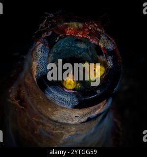 Zwei gelbe Clown Goby (Gobiodon okinawae) schauen aus einer weggeworfenen Flasche. Stockfoto