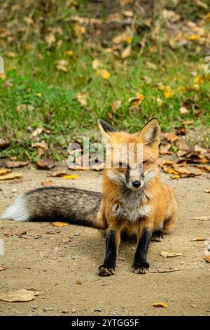 Ein Fuchs sitzt auf dem Boden und blickt in die Kamera. Der Fuchs ist braun und schwarz, und sein Schwanz ist eingerollt. Die Szene ist friedlich und ruhig, mit Stockfoto