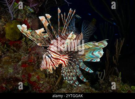 Augenhöhe mit einem Löwenfisch (Pterois). Hintergrund ist eine Mischung aus weichen und harten Korallen. Stockfoto