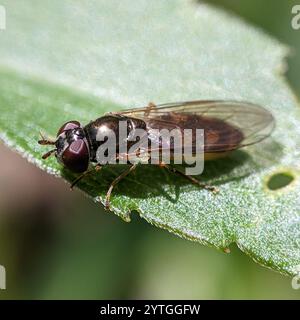 Variable Duskyface Fly (Melanostoma mellinum) Stockfoto