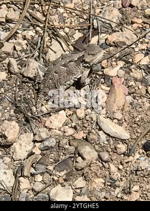 Große Kurzhorneidechse (Phrynosoma hernandesi) Stockfoto