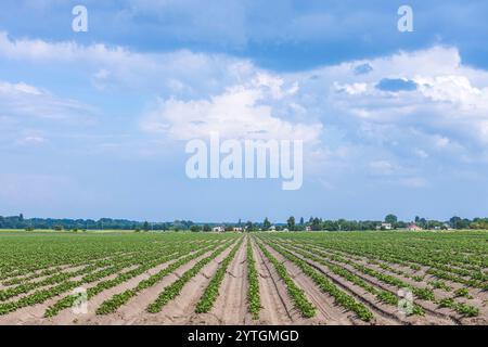 Kartoffelpflanzen, die reihenweise auf landwirtschaftlichen Feldern wachsen, an sonnigen Sommertagen unter bewölktem blauen Himmel Stockfoto