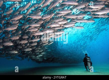 Augenhöhe mit einem Taucher, der einen riesigen Schwarm von Pferdeaugen-Jack-Fischen (Caranx latus) beobachtet Stockfoto