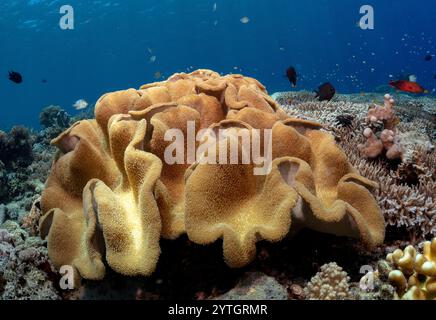 Augenhöhe mit einer rauen Lederkoralle (Sarcophyton glaucum) umgeben von mehreren Hartkorallen. Stockfoto
