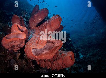 Augenhöhe mit einem Vase Sponge (Callyspongia) und Federsternen (Crinoidea) am schrägen Riffboden. Stockfoto