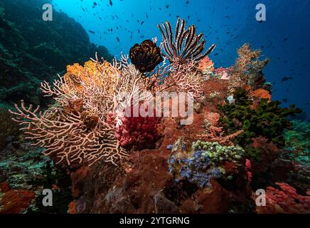 Bunte Korallenbommie mit Hart- und Weichkorallen und mehreren Federsternen. Stockfoto