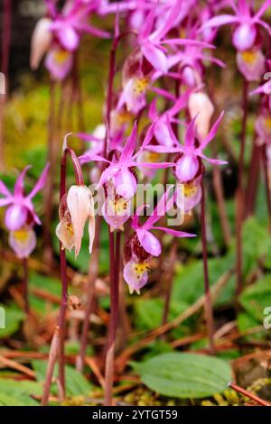 Ein Haufen rosafarbener Blumen mit gelben Mittelpunkten. Die Blüten sind klein und haben ein zartes Aussehen. Konzept von Schönheit und Ruhe Stockfoto