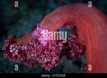 Blick auf eine weiche Korallenkrabbe (Lissoporcellana nakasonei) auf weiche Korallenpolypen. Stockfoto