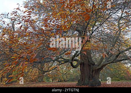 Reifer süßer Kastanienbaum, die Äste aus einem tief geriffelten Stamm herausfegen; die gezackten Kanten hinterlassen herbstlich goldbraun. Südwestengland Stockfoto