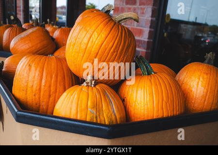 Große Box voller orangefarbener Kürbisse außerhalb des Einzelhändlers zum Verkauf im Herbst Stockfoto