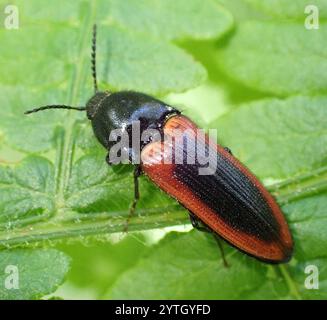 Schwarz zentrierter Klickkäfer (Ampedus sanguinolentus) Stockfoto