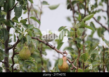 Tasmanischer brauner Thornbill (Acanthiza pusilla diemenensis) Stockfoto