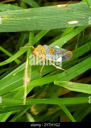 Scharfschütze mit breitem Kopf (Oncometopia orbona) Stockfoto