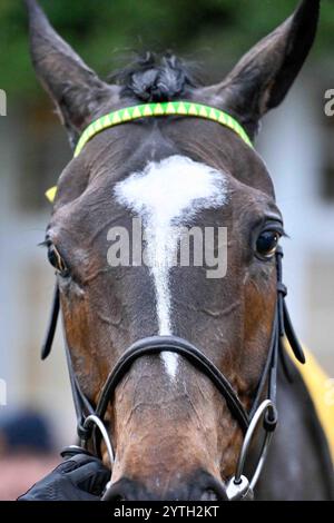 Sandown, Großbritannien. Dezember 2024. Jonbon, nachdem er 3,00 die Betfair Tingle Creek Steeple Chase at Sandown Park gewonnen hatte, Esher Picture von Paul Blake/Alamy Sports News Stockfoto