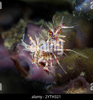 Augenhöhe mit einer Spiny Tigergarnele (Phyllognathia ceratophthalma) Stockfoto