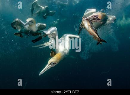 Augenhöhe beim Tauchen der Nördlichen Tölpel (Morus bassanus), die Makrele (Scomber scombrus) unter Wasser nehmen. Mehrere andere Tauchtölpel im Hintergrund Stockfoto