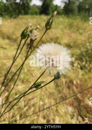 Mediterrane Schlangenwurzel (Scorzonera laciniata) Stockfoto