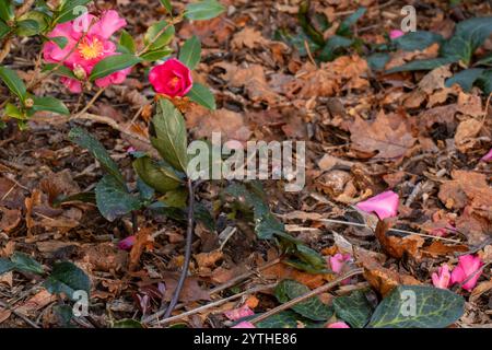 Fruchtbare Frühwinterblühende Kamellia sasanqua „Paradise Belinda“, Kamelia „Paradise Belinda“. Aufmerksamkeit erregend, schön, blühend, rot, Stockfoto