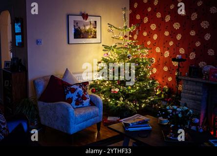 Echte Nordmanntanne (Abies nordmanniana) Weihnachtsbaum mit Lichtern und Dekorationen für die Weihnachtszeit, Dezember 2024 in Großbritannien Stockfoto