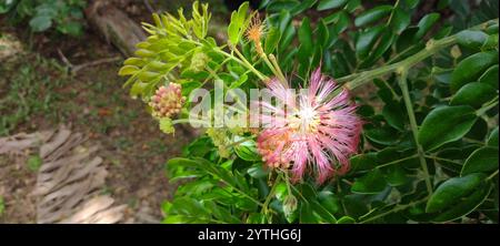 Affenschotenbaum (Samanea saman) Stockfoto