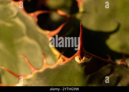 Wicket-Spike von Agave Parrasana, Kohlkopf-Agaven. Natürliches Nahaufnahme-Pflanzenporträt. Faszinierend, einnehmend, Abstraktion, Fantasie, Eindruck Stockfoto